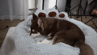 Thermal Bear Paw Dog Bed - Soft Calming Plush Pet Bed for Dogs & Puppies